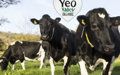 We’re over the moooo-n